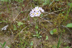 Primula borealis