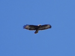 Buteo buteo