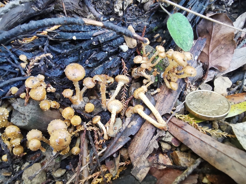 Pholiota subflammans · April 2026 · photo: © luisa5719 (iNaturalist, cc-by)