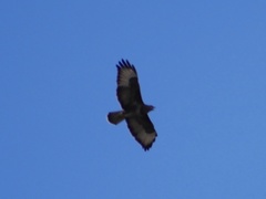 Buteo buteo