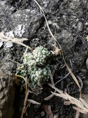 Sedum ebracteatum