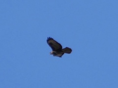 Buteo buteo