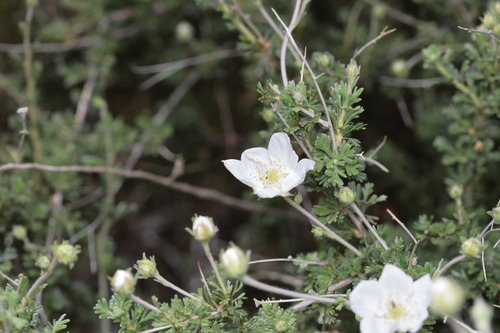 Apache plume (Fallugia paradoxa)