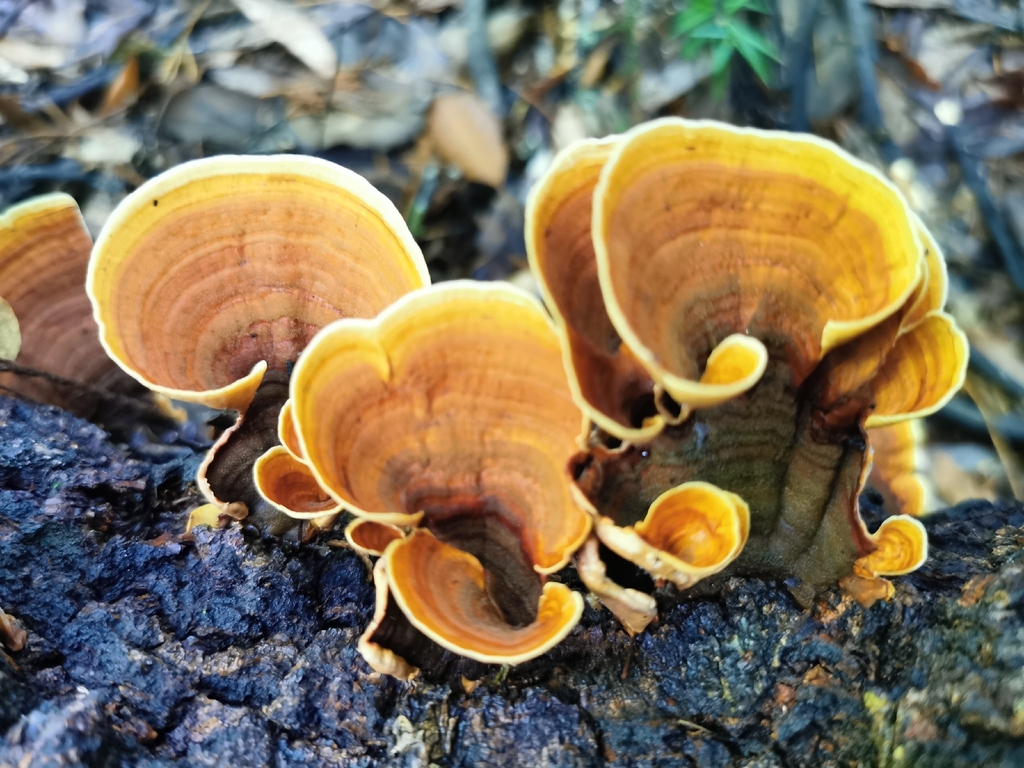 Stereum ostrea · April 2026 · photo: © luisa5719 (iNaturalist, cc-by)