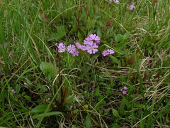 Primula nutans