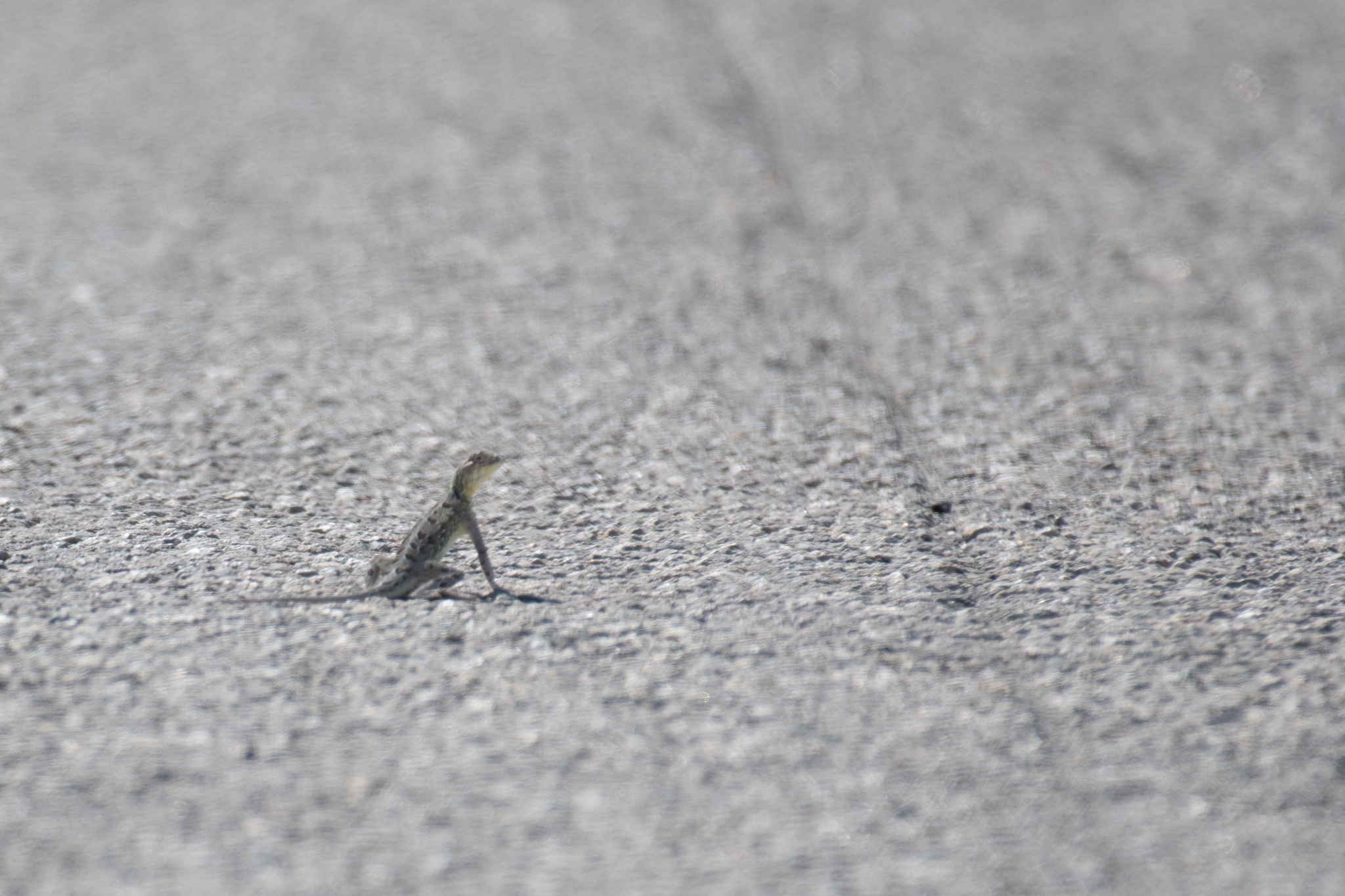Southern Earless Lizard photo 6