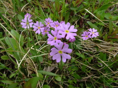 Primula nutans