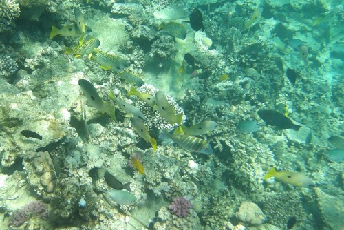 Lethrinus mahsena