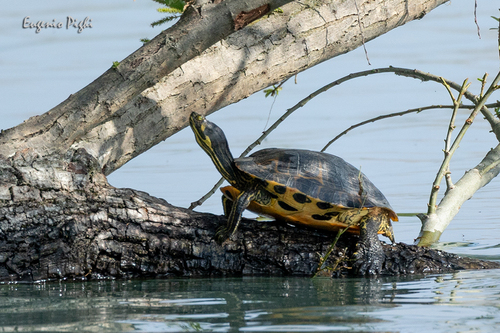 Trachemys scripta