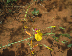 Cleome angustifolia