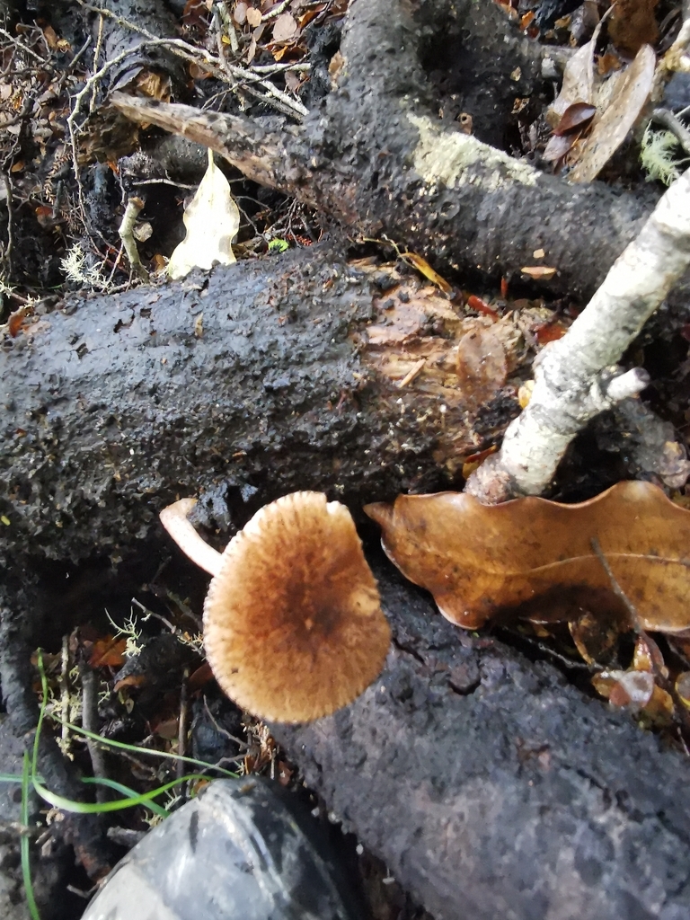 Pluteus perroseus · April 2026 · photo: © luisa5719 (iNaturalist, cc-by)