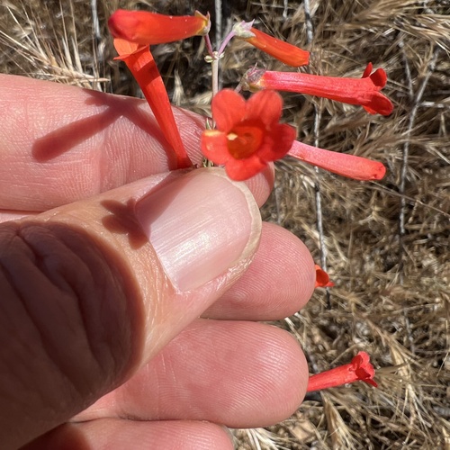 hackberry beardtongue (Penstemon subulatus)