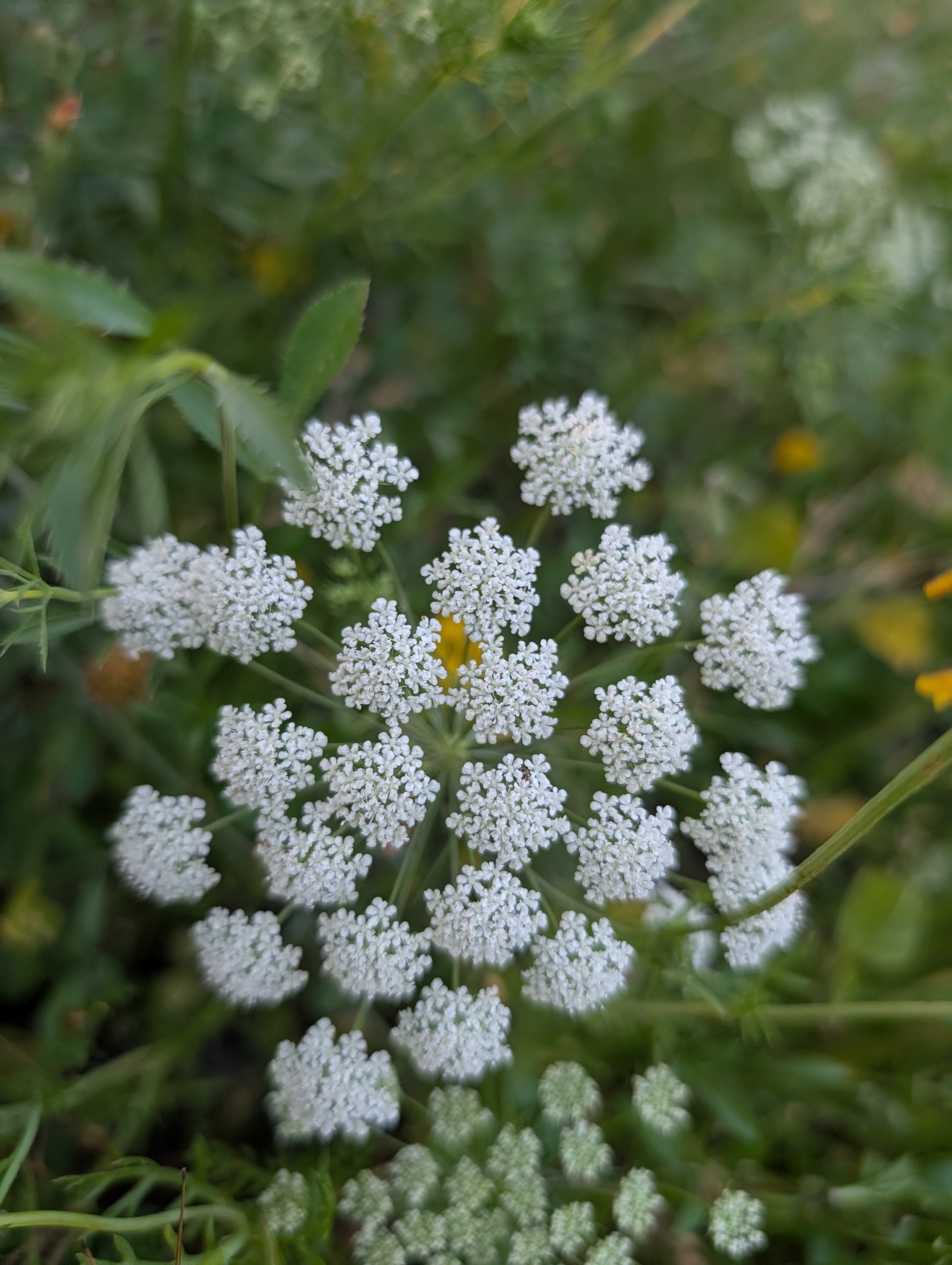 Large Bullwort (Ammi majus)