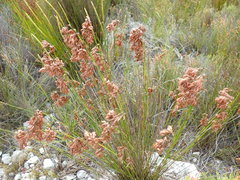 Thamnochortus lucens