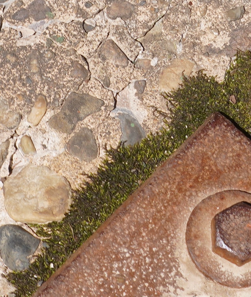 Sara Rall Joint-toothed Mosses from Hopewell Township, NJ, USA on April 9, 2026 ...