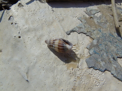 Tritia nitida