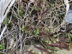 Selaginella repanda