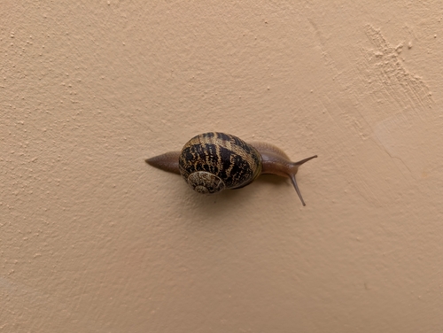 Cornu aspersum