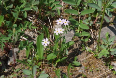 Primula nutans