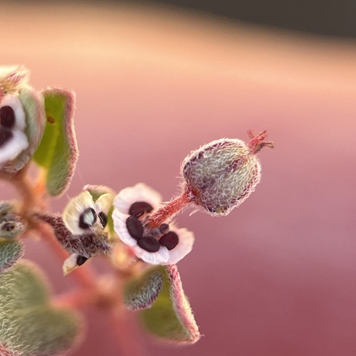 red-gland spurge (Euphorbia melanadenia)