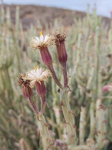 Swizzle sticks (Kleinia anteuphorbium)