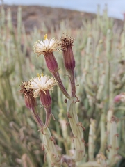 Kleinia anteuphorbium