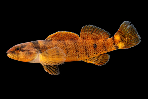 Tippecanoe Darter
