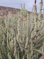 Kleinia anteuphorbium, photograph (c) Loïc Chalmandrier, some rights reserved (CC BY)