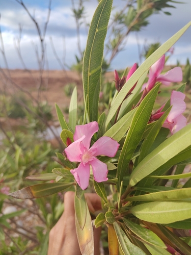 oleander (Nerium oleander)