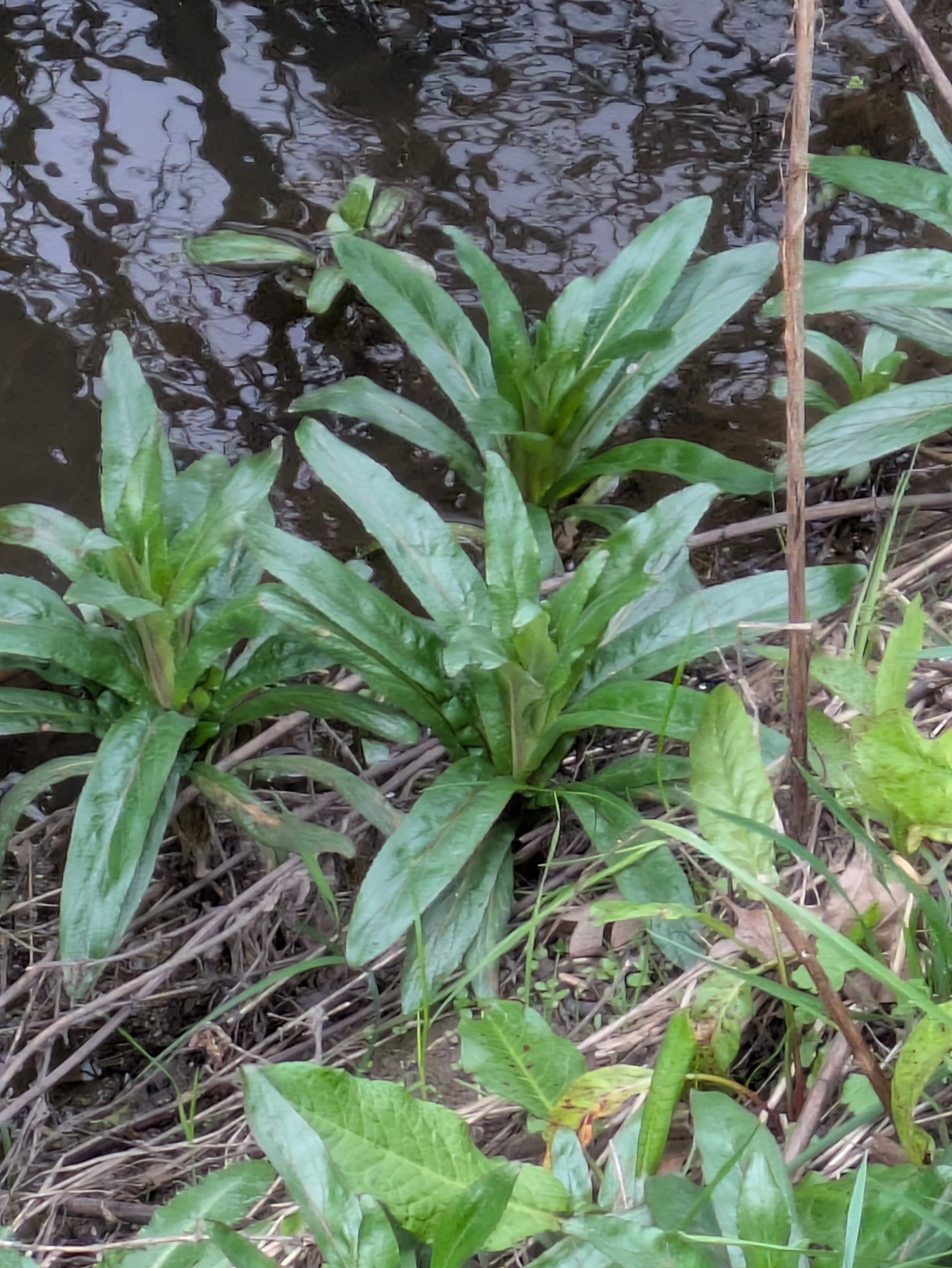 Great Willowherb (Epilobium hirsutum)