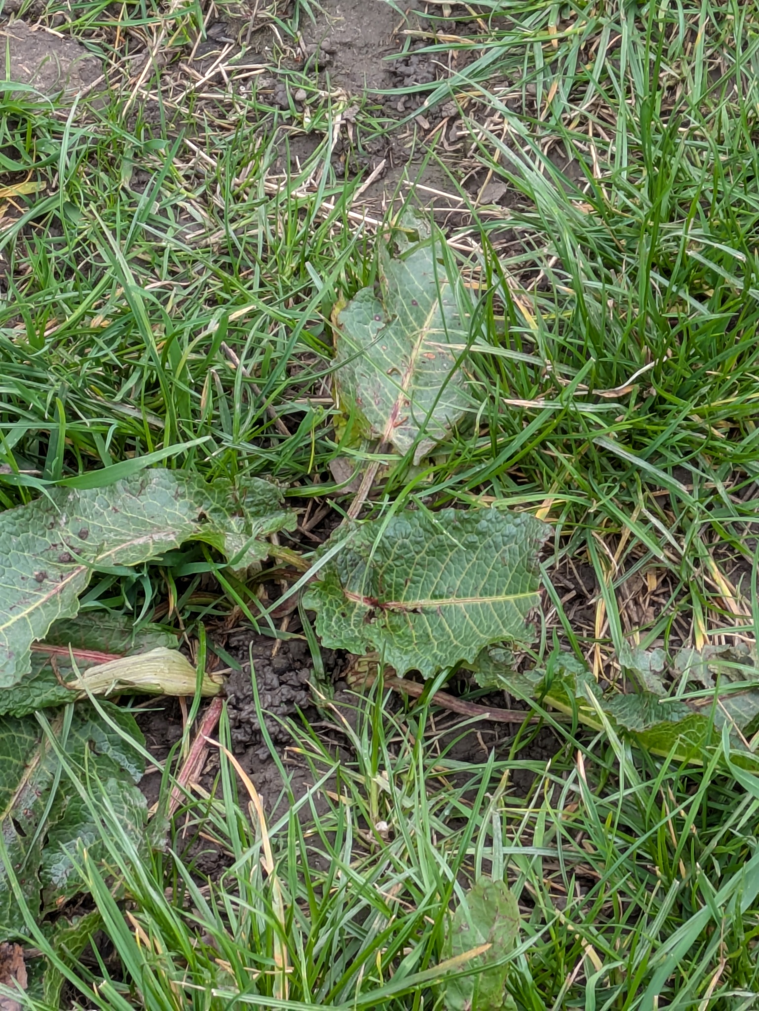 Broad-Leaved Dock (Rumex obtusifolius)