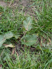 Krauser Ampfer (Rumex obtusifolius)