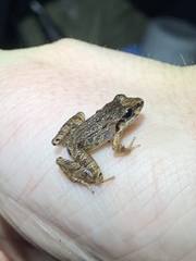 Craugastor fitzingeri