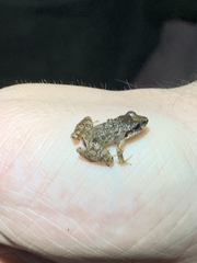 Craugastor fitzingeri