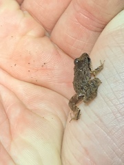 Craugastor fitzingeri