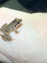 Craugastor fitzingeri