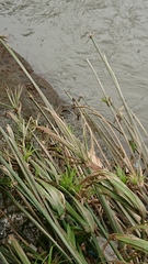 Varanus salvator bivittatus