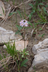 Primula nutans