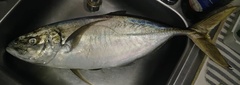 Caranx bartholomaei
