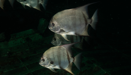 Chaetodipterus faber