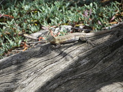 Cnemidophorus murinus