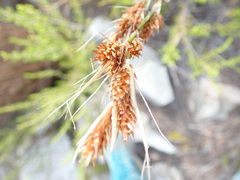 Thamnochortus lucens