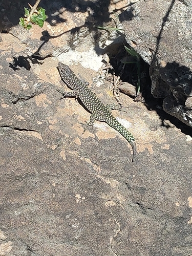Moroccan Rock Lizard