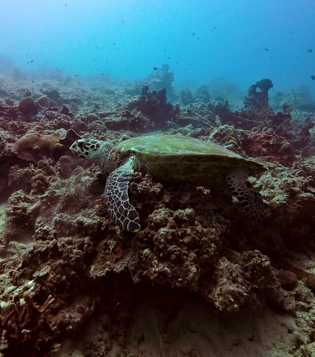 Eretmochelys imbricata