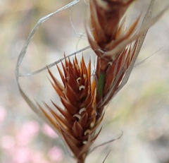 Thamnochortus lucens