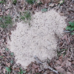 Geomys attwateri