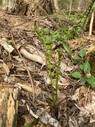 Ostrich Fern (Matteuccia struthiopteris)