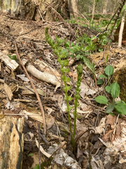 Fougère Autruche (Matteuccia struthiopteris)