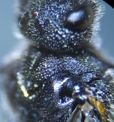 Dolerus puncticollis