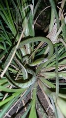 Ahaetulla mycterizans